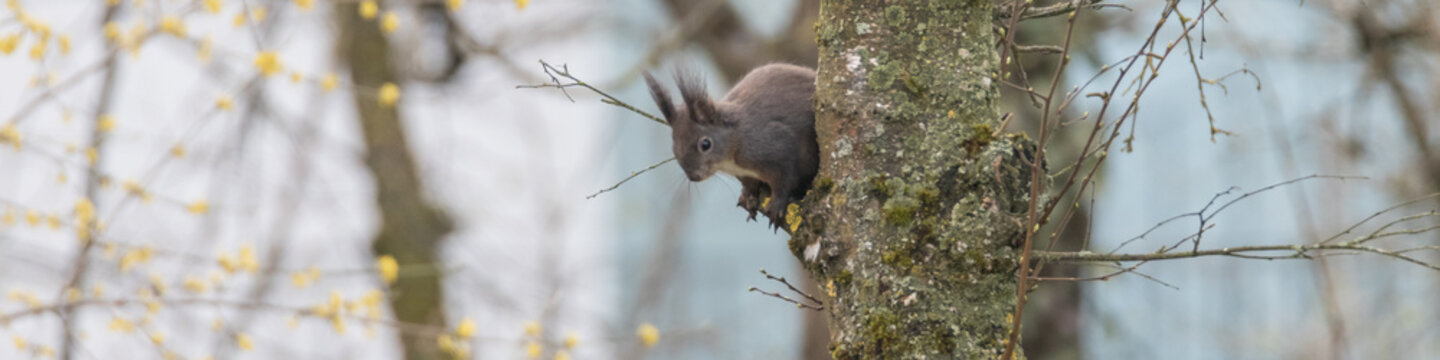 Europ&auml;isches Eichh&ouml;rnchen am Baum