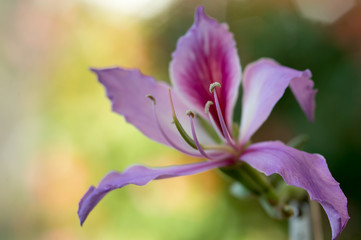 Bauhinia variegata (Orchid tree)