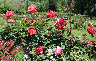 Jardín de rosas en parque público   © luzimag