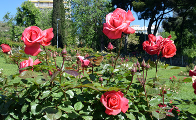 Jardín de rosas en parque público
