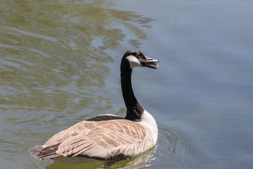 Kanadagans im See