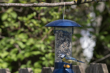 Blaumeise, Cyanistes caeruleus