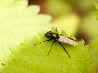 Fototapeta premium big black fly with wings eyes and legs on leaf outside in shade and leaves in light
