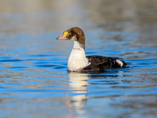 Male King Eider Juvenile Swimming