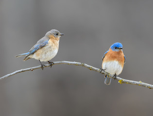 Male and Female Eastern Bluebird
