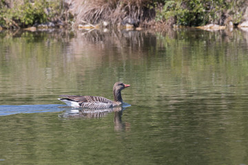 Wildgans, Wildgänse, Graugans, Anser anser