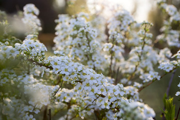 Spiraea cinerea in bloom, Gray Grefsheim shrub with white flowers in magic morning light, dew on flowers