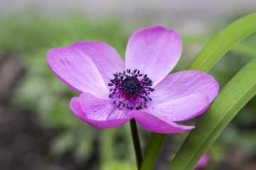 Fototapeta premium Single purple ornamental anemone coronaria de caen in bloom