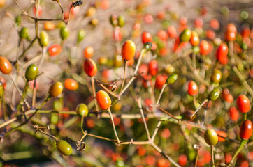 Macro closeup of bittersweet nightshade berries that are orange, green and red