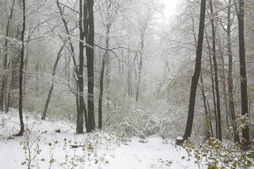 Early spring forest during snowfall