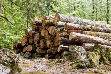 pile of logs in the forest
