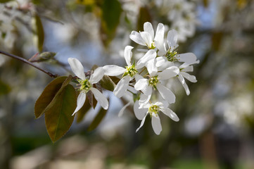 Amelanchier spicata tree in bloom, service berry white ornamental flowers and buds