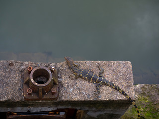 Varan on a stone ledge