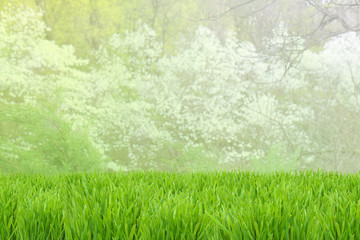 Fototapeta na wymiar Spring background with selective focus