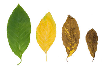 Leaf on white background