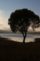 Fototapeta na wymiar tree near water