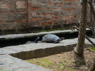 Two turtles in a pond in hotel