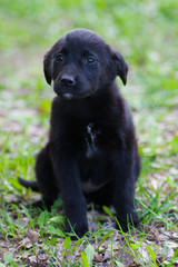 Little black puppy outdoors