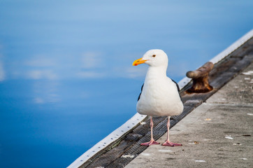 Seagull standing on pier by calm water in harbor