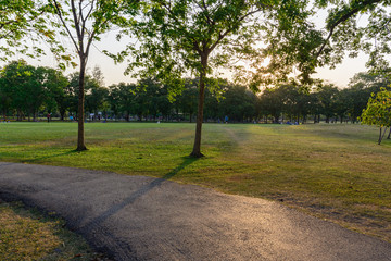 Green park with lawn and trees in a city at sunset