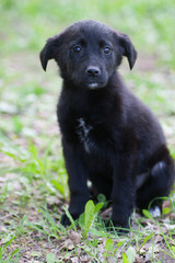 Little black puppy outdoors