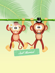 Wedding of monkeys