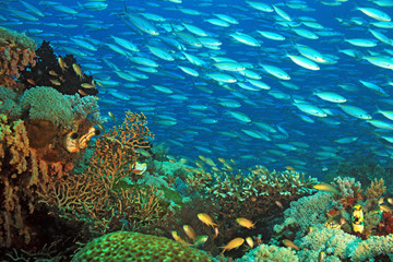 Schooling Fusiliers over a Colorful Coral Reef. Gam, Raja Ampat, Indonesia