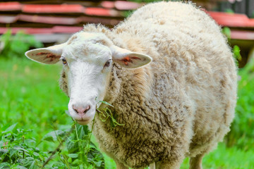 Adult large sheep eats green bush in the pasture. Agricultural scene with limited depth of field.