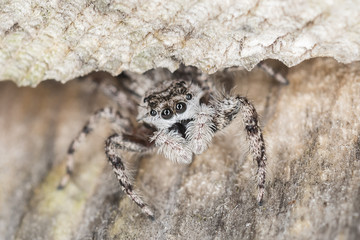 Jumping spider