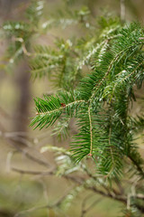 Beautiful branch of fir tree