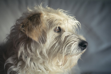 Dog on a sofa, home interior - Puppy resting - Portrait of a little cream terrier dog puppy