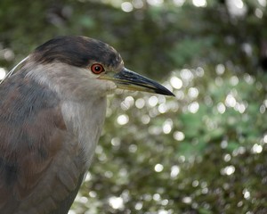 Night Heron