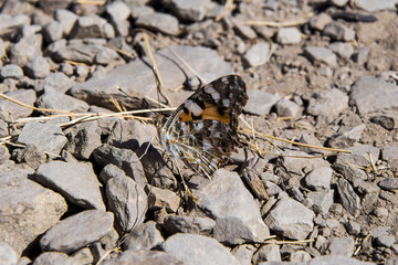 farfalla insetto natura montagna animale 