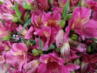 flower, pink, background, bloom, petal, summer, plant, beautiful, floral, blossom, vibrant, nature, season, beauty, color, bright, decoration, bouquet, ornamental, flora, garden, wonderful, peony, wed