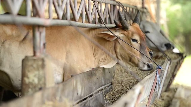 cows eating hay grass in agriculture farm