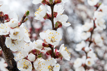 Blossoming spring tree of cherry. Season of cherry blossom.