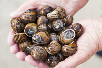 Hands of woman with live snails for cooking
