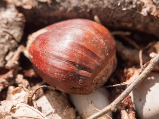 a chestnut on the ground in spring autumn food for birds close up detail brown texture and pattern detail