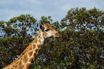 Obraz premium A close up photo of a giraffe's neck and head with trees in the background .Picture taken in Port Elizabeth, South Africa, Circa 2017.