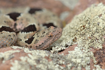 Banded Rock Rattlesnake