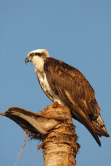 Osprey, The Fish Eagle