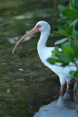American White Ibis