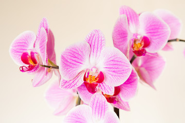 Fototapeta premium Beautiful orchid flowers on a gentle background