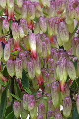 blooming flowers, closeup