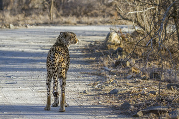 Specie Acinonyx jubatus family of felidae