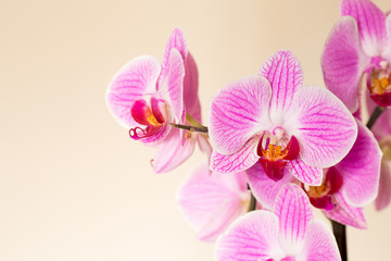 Naklejka na ściany i meble Beautiful orchid flowers on a gentle background