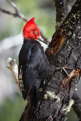 Magellanic Woodpecker at National Park Los Glaciares, Patagonia