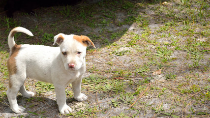 Cute mixed breed pit bull puppy