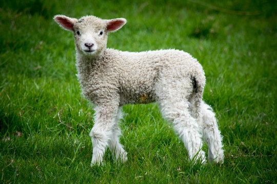 A baby lamb in a field 