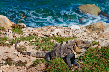 Iguana on the rocks. Isla Mujeres, Mexico